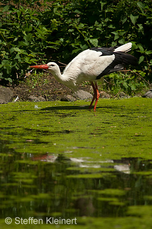 Weißstorch, Ciconia ciconia 032